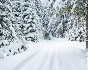 Fury snow falls in the winter fairy forest. Snowy trees in fabulous winter landscape. Snowy firs in...