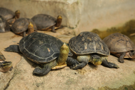 Chinese stripe-necked turtles have series of black yellow stripe from head to neck. Asian Box turtles, yellow stripe lines on neck, can withdraw inside fully closed shell due to hinge-line of plastron