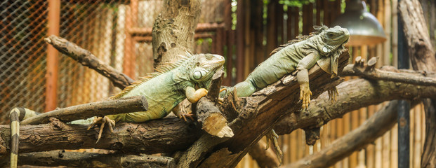 Green iguana (Iguana iguana), also known as American iguana, is a large, arboreal,  lizard. Found in captivity as a pet due to its calm disposition and bright colors. Exotic Pet Care, Wildlife, Animal - obrazy, fototapety, plakaty