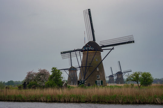 Windmills and blossoming trees standing in Kinderdijk near Rotterdam in the Netherlands