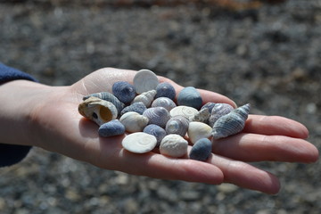 Small shells in hand