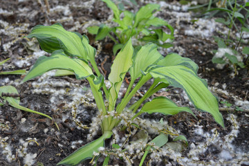 Hosta - ornamental green plant in urban yard greening. The beginning of summer with poplar fluff