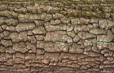Relief texture of the brown bark of a tree with green moss on it. Photo of a tree bark texture. Relief creative texture of an old oak bark.