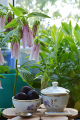 Fairy breakfast with cherries in flowering garden. Cute dishware on wooden table under beautiful flowers of campanula punctata.