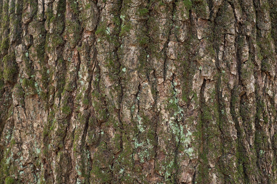 Relief texture of the brown bark of a tree with green moss on it. Photo of a tree bark texture. Relief creative texture of an old oak bark.