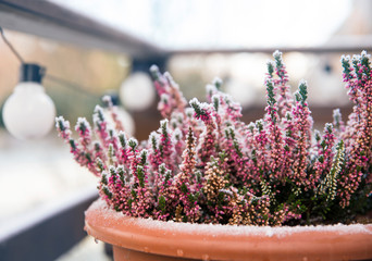 Pink heather flower growing in terracotta color garden pot, outdoors on terrace in winter, covered...