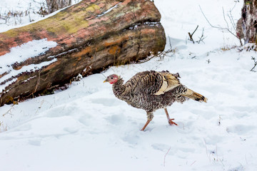 Turkey is walking through the snow on the farm and looking for food_