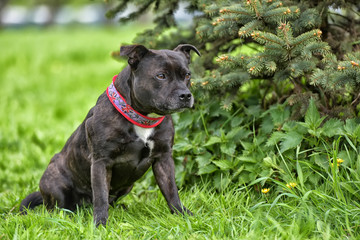English staffordshire bull terrier