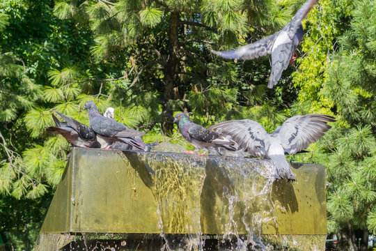 Pigeons having a drink from a water fountain on a hot summer day, Bucharest, Romania