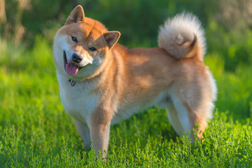 shiba inu against a background of green grass