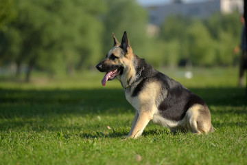 Eastern European Sheepdog sits