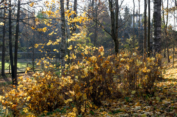 Pushkin Autumn