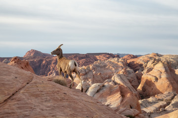A female Desert Bighorn Sheep standing on top of a hill in the Valley of Fire State Park. Taken in Nevada, United States.