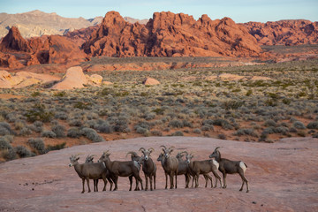 Fototapeta na wymiar A family of female Desert Bighorn Sheep in Valley of Fire State Park. Taken in Nevada, United States.