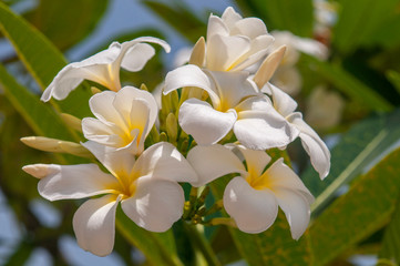 White flowers on a frangipani tree, White Plumeria, an ornamental tropical plant, Thailand.