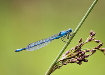 Damselfly