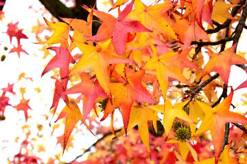 Buntes Herbstlaub, Kanadischer Amberbaum