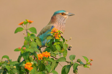 Indian roller (Coracias benghalensis), a member of the roller family of birds in Jim Corbett National Park, India.
