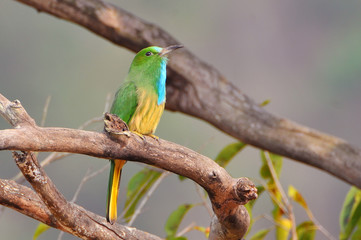 The blue bearded bee eater (Nyctyornis athertoni), Jim Corbett National Park India Asia.
