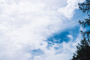 Day blue sky with lush white clouds behind coniferous trees. Beautiful cloudscape with conifer...