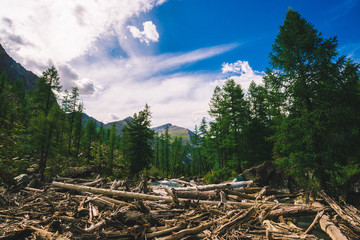 Dry logs float in water near conifer forest. Windfall on mountain lake near coniferous trees. Giant mountains behind beautiful forest. Wonderful atmospheric landscape of majestic nature of highlands.