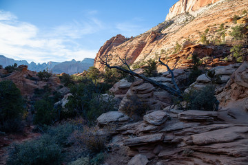 Fototapeta na wymiar Beautiful landscape view in the Canyon during a sunny evening. Taken in Zion National Park, Utah, United States.