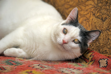 white with gray blind cat