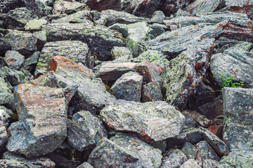 Multicolored boulder stream. Loose rock close up. Plants among randomly scattered stones. Amazing detailed background of highlands boulders with mosses and lichens. Natural texture of mountain terrain