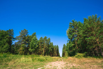 Obraz premium Dirt road in glade among coniferous trees in sunlight. Meadow in conifer forest in sunny day. Rich vegetation under blue clear sky. Beautiful majestic picturesque nature. Wonderful green landscape.
