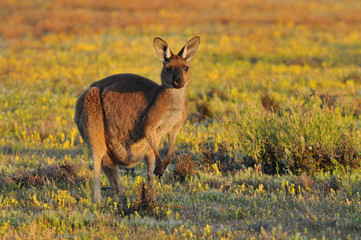 Eastern grey kangaroo (Macropus giganteus) Coorong National Park Australia. © GISTEL