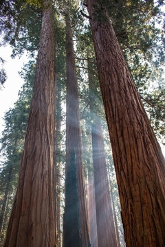 Rays of Sunlight Through Trunks of Giant Sequoia Redwood Trees in California Forest