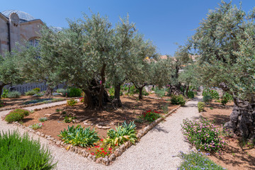 Olive trees in the Garden of Gethsemane outside the Old City's eastern walls in Jerusalem, Israel.