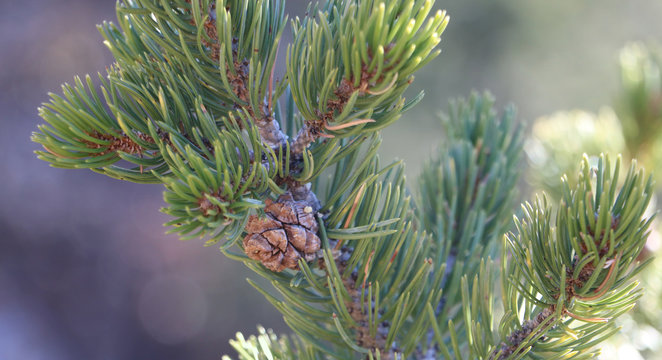 Pi&ntilde;on Pine Branch with Cone - New Mexico