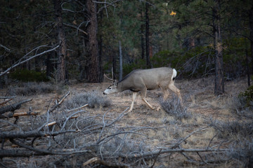 Young male mule deer in the forest. Taken in Bryce Canyon National Park, Utah, United States.