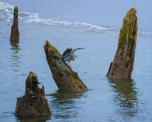 Blue heron in ghost forest of Neskowin