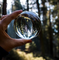 Giant Redwood Forest with Light Coming Through Trees Captured in Glass Ball Reflection