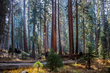 Quiet Forest Giant Sequoia Redwood Grove and Forest Meadow with Morning Light