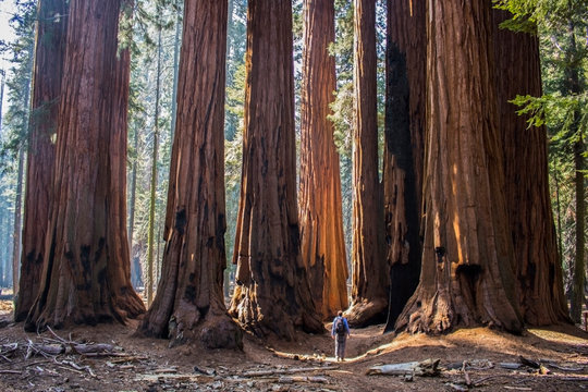 Single Man with Huge Grove of Giant Sequoia Redwood Trees in California Forest