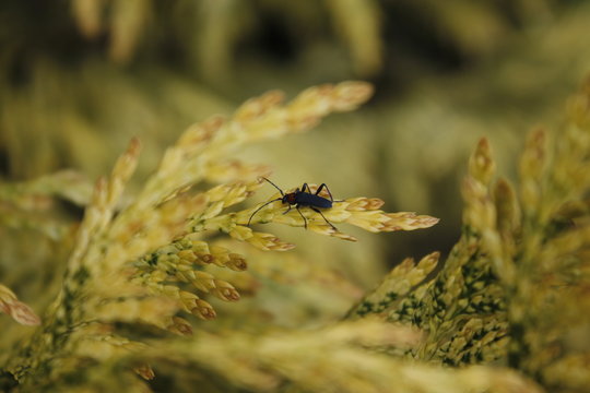insecto Macro 