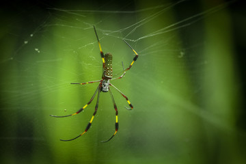 Giant Female Banana Spider on a web in the forest with a soft background