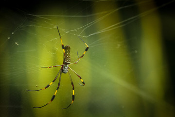 Giant Female Banana Spider on a web in the forest with a soft background