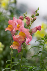 snap dragons