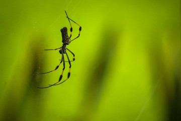 Giant Female Banana Spider on a web in the forest with a soft background