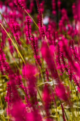 pink wild flowers