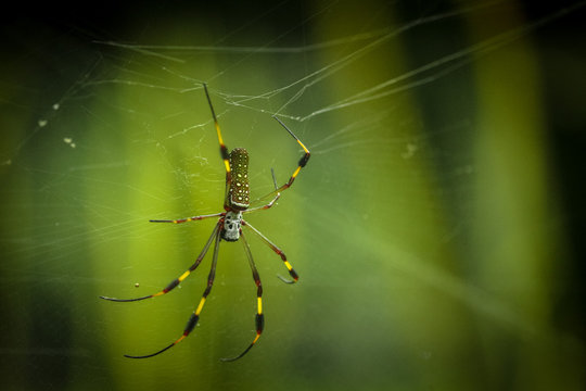 Giant Female Banana Spider on a web in the forest with a soft background