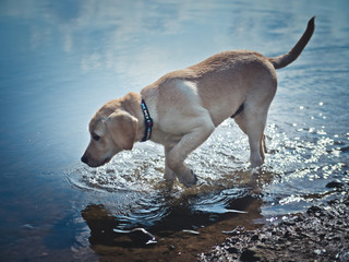 Dog in the water