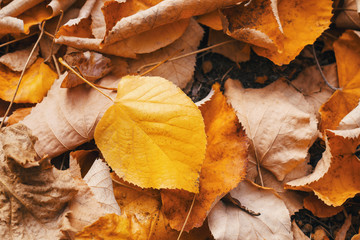 Background of dry wood on the green grass. Background of their old fallen autumn foliage trees. The texture of the fallen yellow autumn leaves. Ready background for your text and design