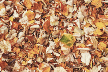 Background of dry wood on the green grass. Background of their old fallen autumn foliage trees. The texture of the fallen yellow autumn leaves. Ready background for your text and design