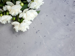 White peonies on gray stone background, copy space for your text top view and flat lay style.