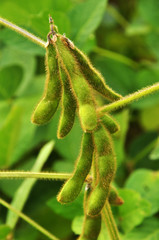 Green soy pods are in maturation stage